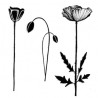 Lavinia Stamps Group Poppies