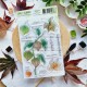 CHOU & FLOWERS TAMPONS CLEAR PHYSALIS "OREE DES BOIS"