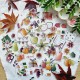 CHOU & FLOWERS DIE CUTS CUEILLETTE D'AUTOMNE "OREE DES BOIS"